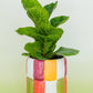 Ceramic Planter, Colorblock