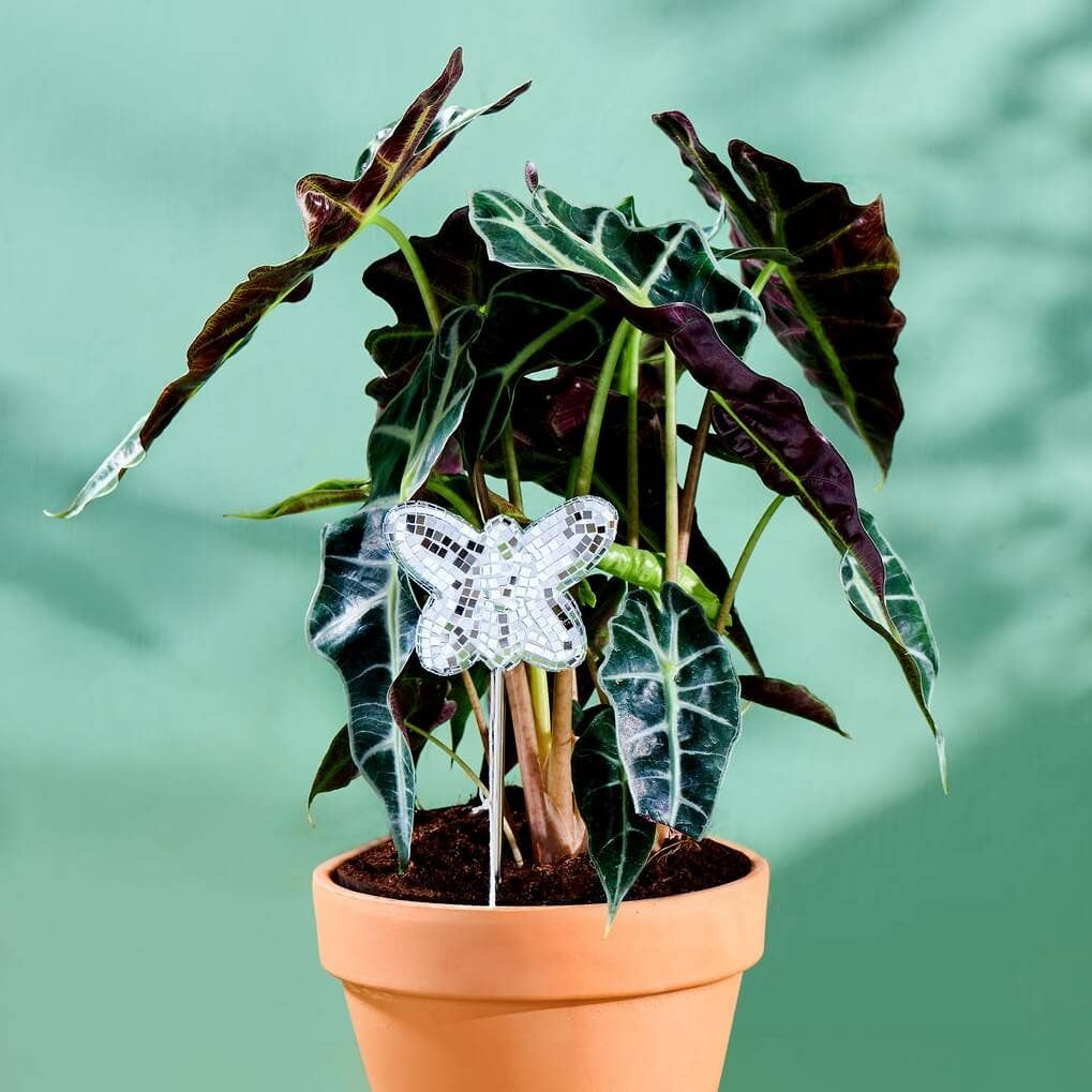 Disco Butterfly - Decorative Plant Stake