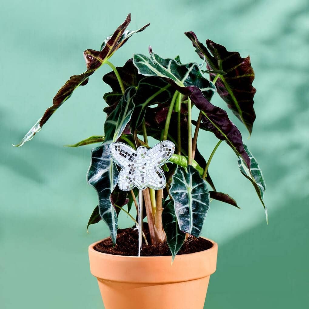 Plant Accessories