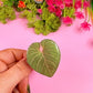 Monstera Leaf Phone Grip