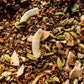 Spiced Coconut Chai - Superfood Tea Blend
